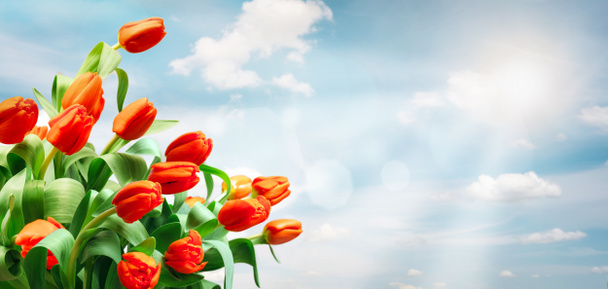 Tulppaanit taivaalla taustalla
 - Valokuva, kuva