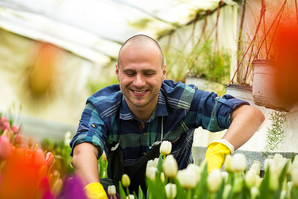 Bir sera çiçeklerle çalışan çiçekçi adam. Bahar, çok lale, çiçek kavramı, çiçekler, güzel renkli Lale çok sanayi tarımı - Fotoğraf, Görsel