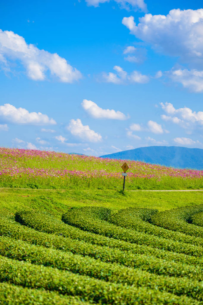 Kosmos velden en groene thee veld met blauwe lucht - Foto, afbeelding