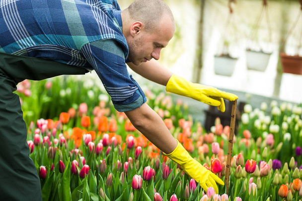 человек садовник с садовыми инструментами в теплице, Флорист человек, работающий с цветами в теплице. Весна, много тюльпанов, концепция цветов, промышленное выращивание цветов
 - Фото, изображение