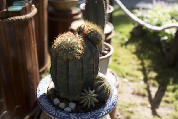 Cactus planted in an arid botanical garden - Photo, Image