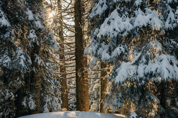 Winter fir forest with magical sunlight - Фото, изображение