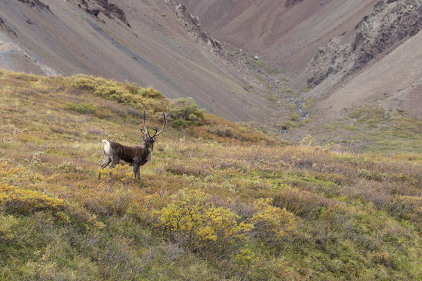 Rumišti Caribou býk v sametu - Fotografie, Obrázek