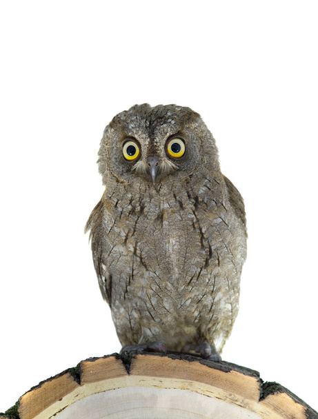 European scops owl  - Valokuva, kuva