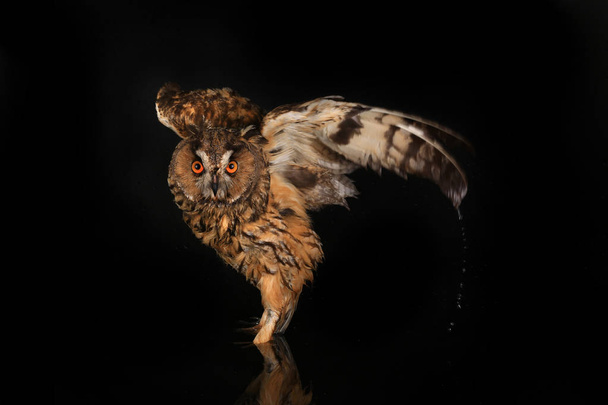 owl standing in water - Фото, изображение