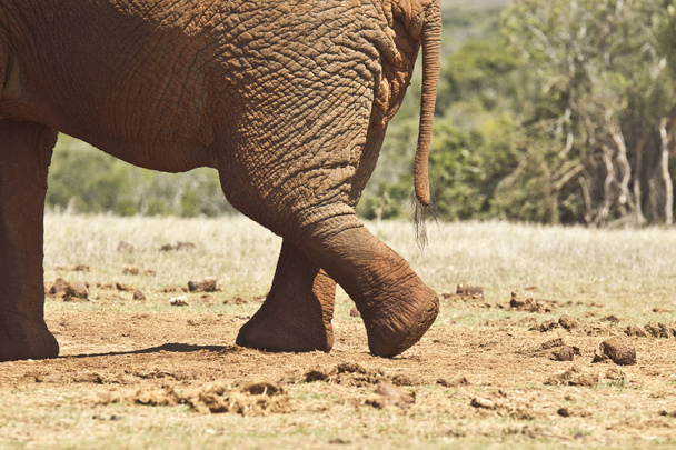 Elefantes africanos perna e pé traseiros
 - Foto, Imagem