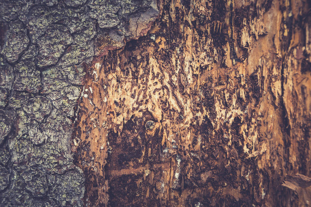 Tree bark texture. Wooden texture. Toning photo - 写真・画像