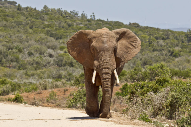 Μεγάλος αρσενικός ελέφαντας περπάτημα σε χωματόδρομο - Φωτογραφία, εικόνα