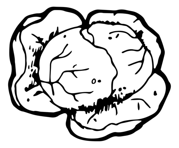 Cabbage vegetable icon - Vetor, Imagem