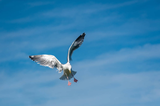 seagull flying in sky - Photo, Image
