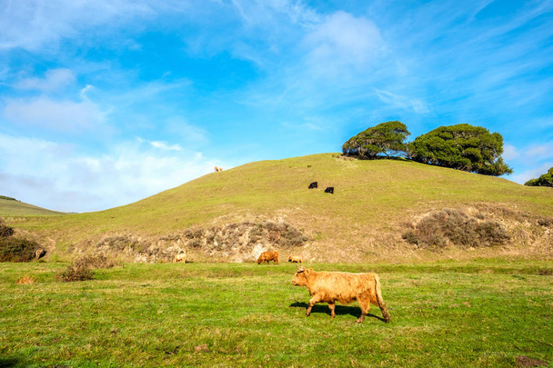 Vaches Highlander dans le champ
  - Photo, image
