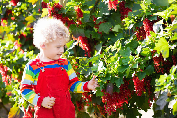 Little boy picking red currant berry - Photo, image