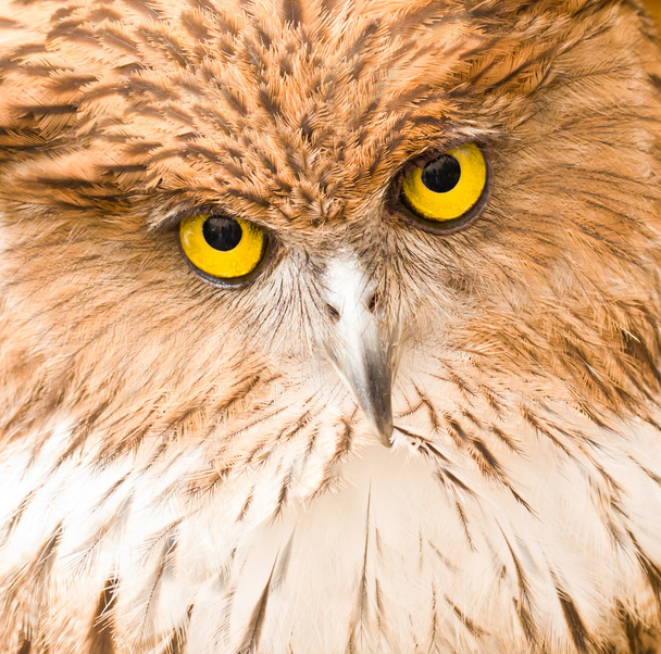 Pöllön kasvot lähikuva
 - Valokuva, kuva