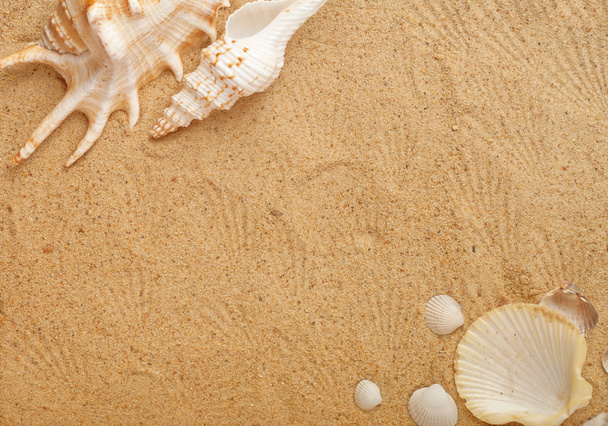 mušle v písku - Fotografie, Obrázek