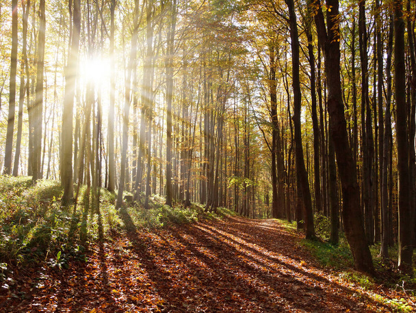 vista da floresta de madeira dura outonal com feixe de sol
 - Foto, Imagem