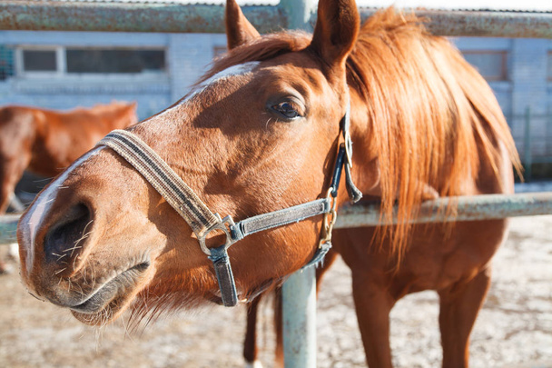 Portrait of a horse, brown horse - Foto, Bild