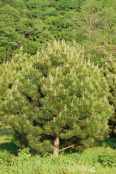 Evergreen pine tree - Photo, Image