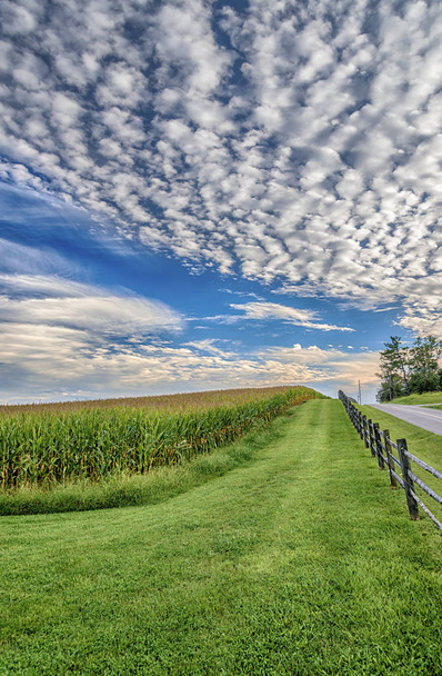 Késő nyári kukoricásban szép felhős ég - Fotó, kép