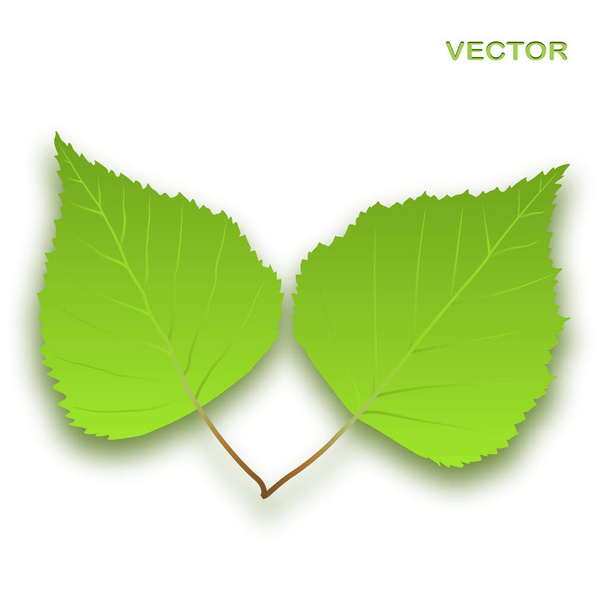 Green Tree Leaves on a white - Vector, imagen