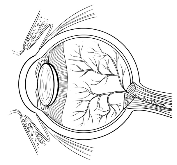 anatomie lidského oka - ベクター画像