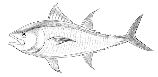 Atlantic bluefin tuna - Vector, Image