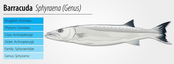Barracuda - Sphyraena género
 - Vector, Imagen