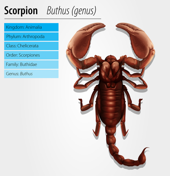 Skorpion - rodzaj buthus - Wektor, obraz