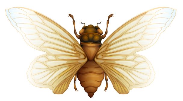 Загальний cicada ілюстрація
 - Вектор, зображення