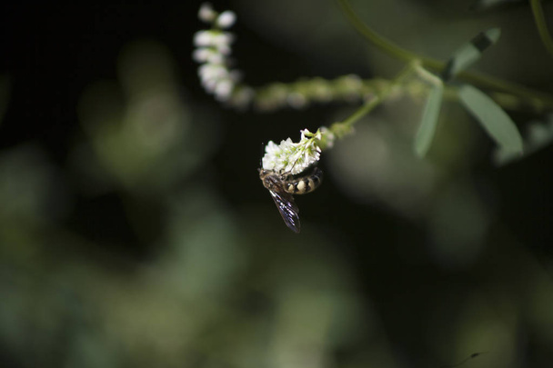 Τσούξιμο έντομα επικονιαστές - Φωτογραφία, εικόνα