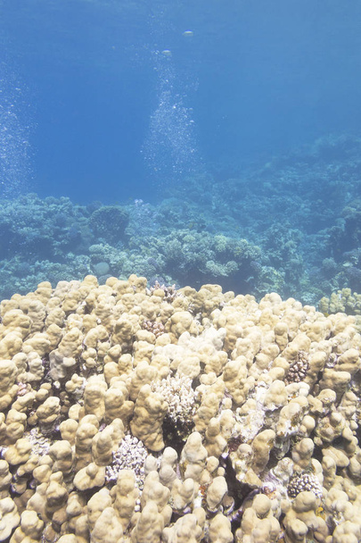 Koralliriutta suuri huokoset koralli trooppisella merellä, vedenalainen
 - Valokuva, kuva