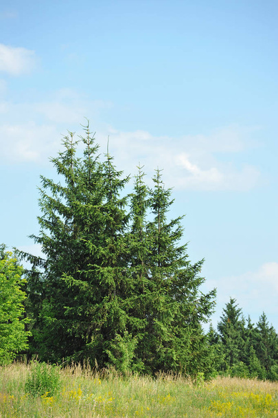 abeto siempreverde
 - Foto, imagen