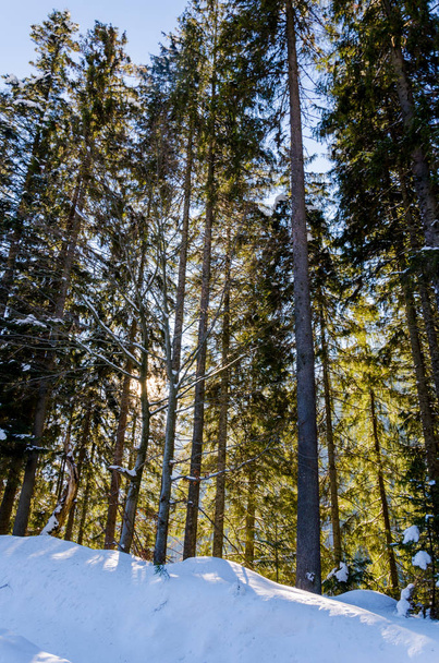 зимний горный пейзаж. деревья, покрытые снегом в backgr
 - Фото, изображение