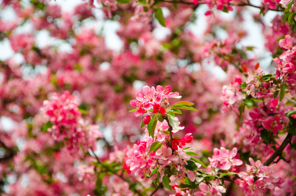 Blühende Kirsche im Frühling, rosa Blütenblätter von Kirschblüten - Foto, Bild