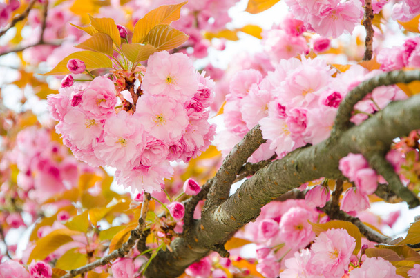 Flowering cherry in the spring, pink petals of cherry flowers - Foto, Bild