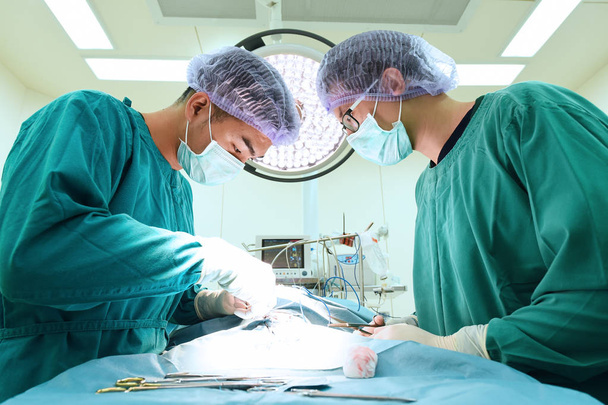 two veterinarian surgeons in operating room - Photo, image