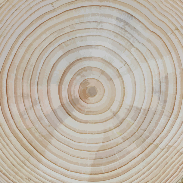 木材の背景: 松の木の断面 - ベクター画像