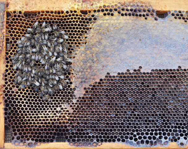 冬の蜂が餓死します。ミツバチの絶滅。死とミツバチの消滅.  - 写真・画像