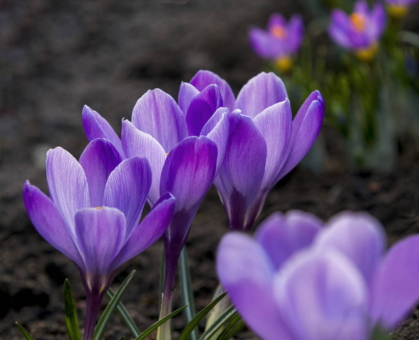 Purple crocuses - first spring flowers. - Photo, Image