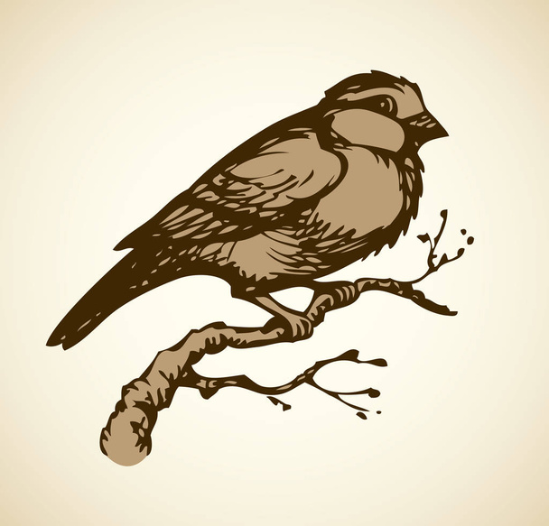 Vector drawing. Tits, sparrows and bullfinches on branches - Vector, Image