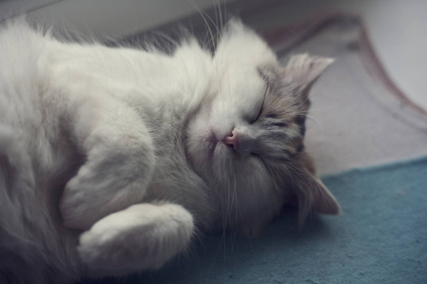 眠っている小型猫 - 写真・画像