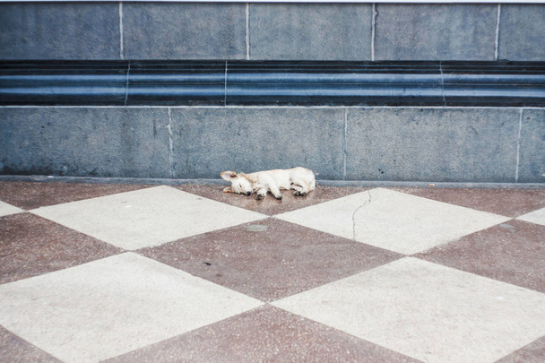 Malé štěňátko na kamenné podlahy - Fotografie, Obrázek