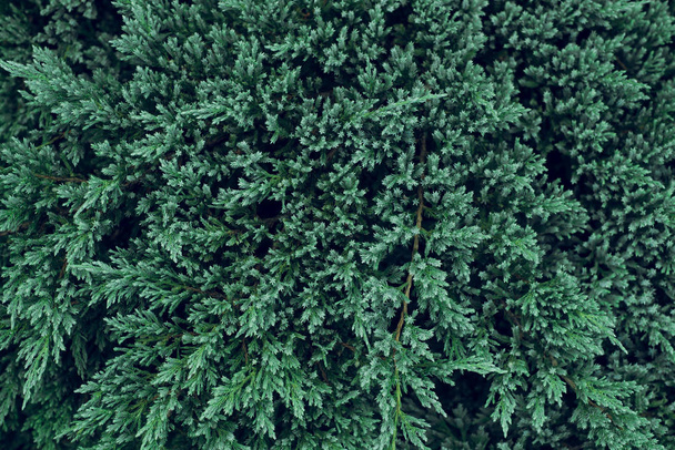 Зеленая цветочная текстура
 - Фото, изображение