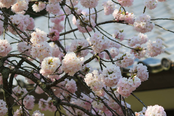 Ιαπωνικά άνθη κερασιάς την άνοιξη - Φωτογραφία, εικόνα