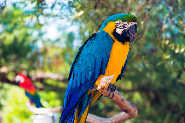 Colorful Parrot Sitting On Tree - Photo, image