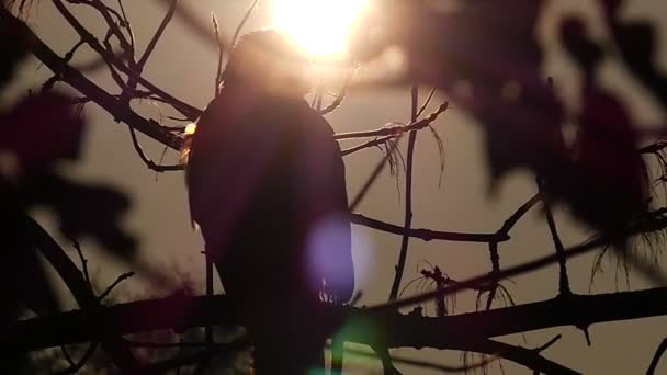 Duże, Orlik grubodzioby, siedząc na gałęzi drzewa gołe i nagle startu w lesie jesienią - Materiał filmowy, wideo