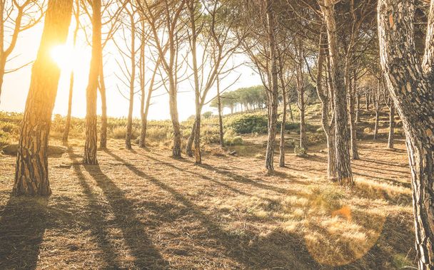 Ağaçlar ve gölgeler "Scopeto" hill Giglio Adası Toskana - güneş halo ve sunflare ile ilham verici orman orman doğa keşif kavram - sıcak vintage filtre tarafından gün batımında ormanda - Fotoğraf, Görsel