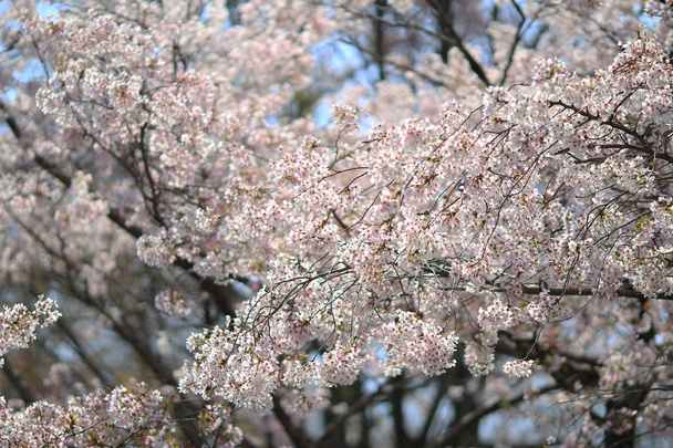 Hermosa flor de cerezo, flor de sakura blanca
 - Foto, imagen