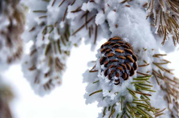 pine cone under snow - Photo, Image