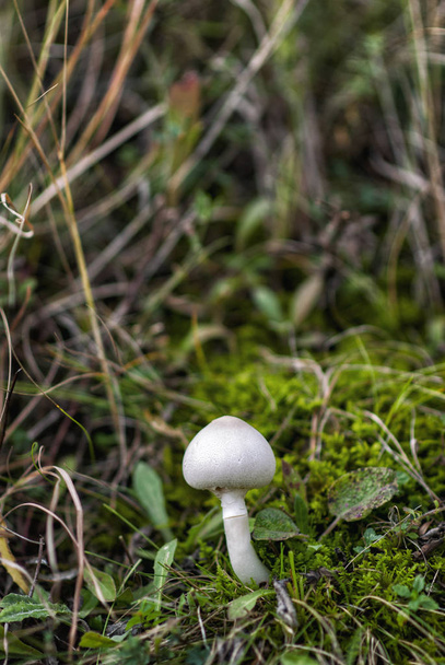 Cogumelo fresco crescendo na grama
 - Foto, Imagem