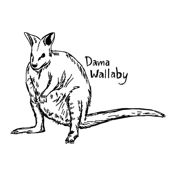 Dama wallaby - vektor-illusztráció vázlat kézzel rajzolt, fekete vonalakkal, elszigetelt fehér background - Vektor, kép